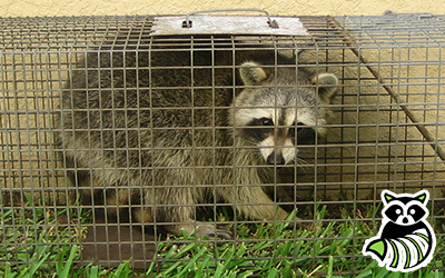 Carroll County trapping
